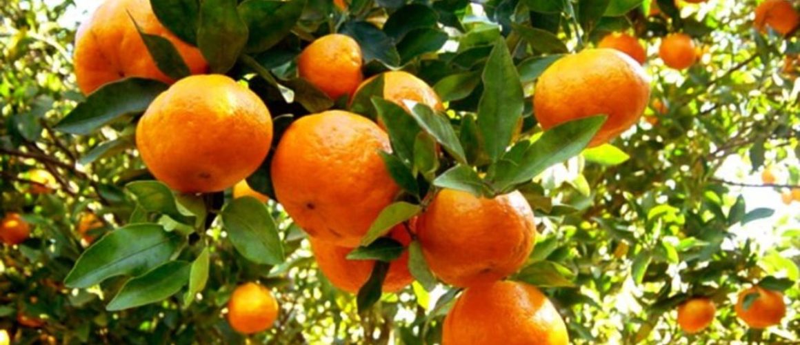 Tangerinas, Ponkans, Mexericas… Qual a Diferença?