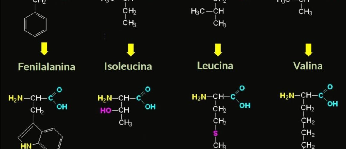 Aminoácidos Essenciais