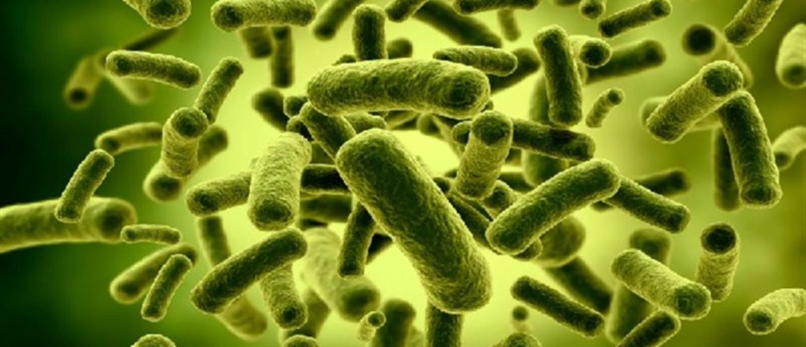 Foto de Bactérias Probióticas