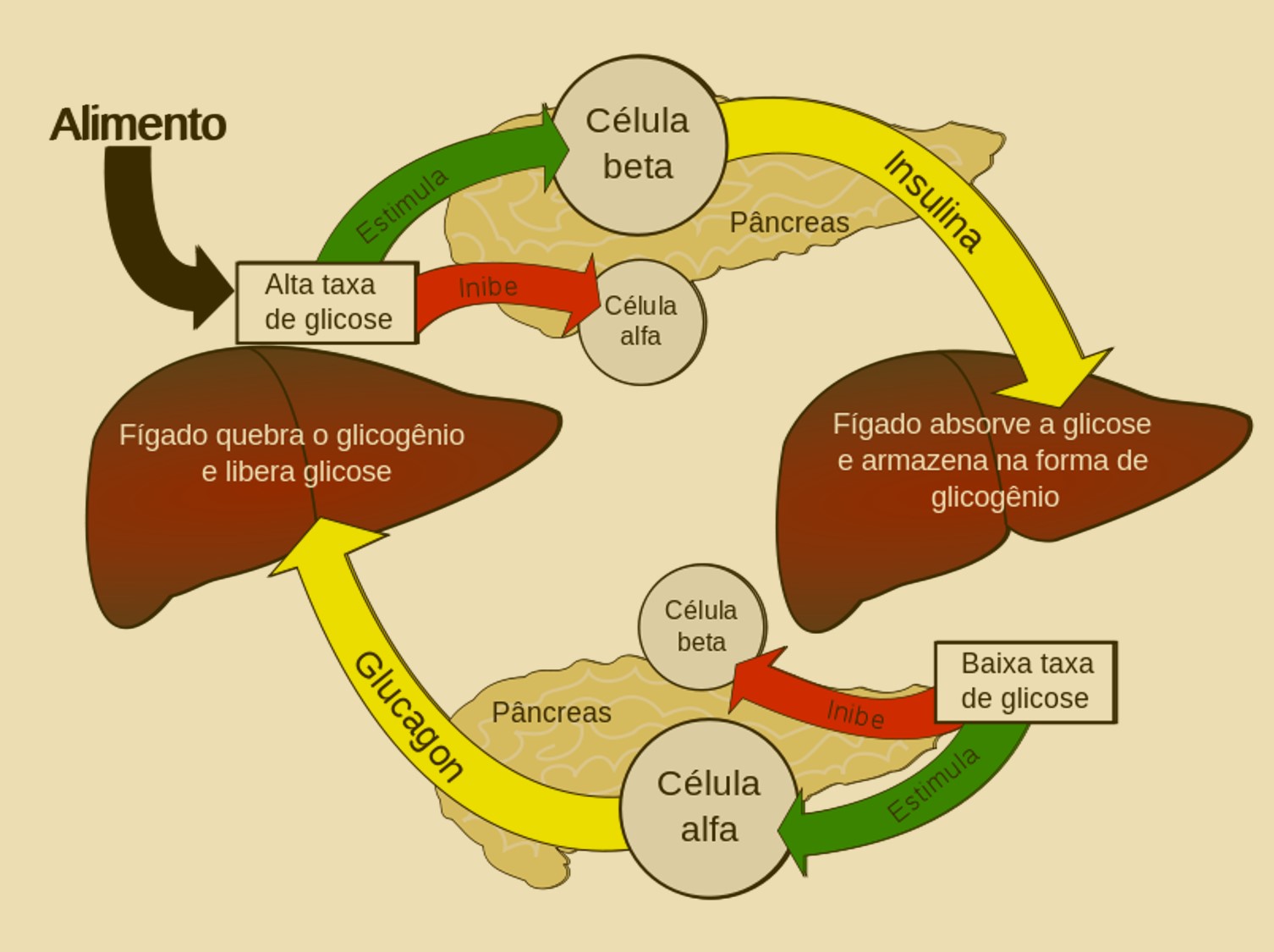 Glicemia Taxa De Açúcar Ou Taxa De Glicose No Sangue Mgt Nutri Nutrição Clínica Funcional 5593